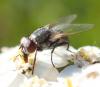 Musca vitripennis